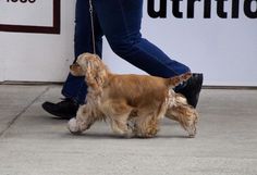 a dog is being walked down the street by a person in jeans and black shoes