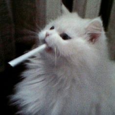 a white cat is chewing on a toothbrush