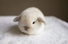 a small white rabbit sitting on top of a blanket