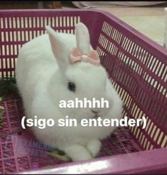 a white rabbit sitting in a pink basket with the words, ahhhh sigo sin entender