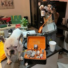 a dog standing on top of a counter next to an orange case filled with jewelry