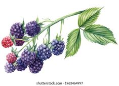 raspberries and leaves on a branch painted in watercolor by hand, isolated against a white background