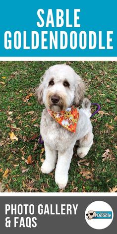 a white dog wearing a bandana sits in the grass and looks at the camera