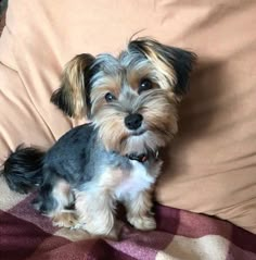 a small dog sitting on top of a bed next to a brown and black pillow