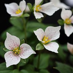 small white flowers with yellow stamens in the center