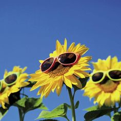 sunflowers with sunglasses on their heads against a blue sky