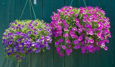 two hanging baskets filled with purple and pink flowers next to a green wooden wall in front of a blue fence