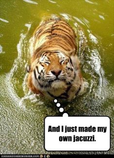 a tiger in the water looking at something