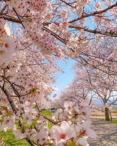 cherry blossoms are blooming on trees in the park