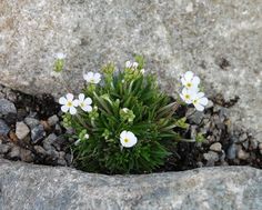 small white flowers growing out of the rocks