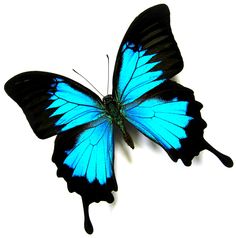 a blue butterfly with black wings on a white background