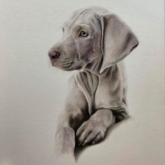 a pencil drawing of a dog sitting on the ground with his paw up to its chest