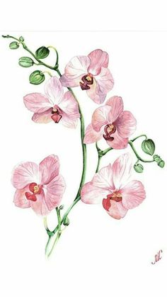 Physics Painting, Orchid Print, Plant Painting, Watercolor Flowers Paintings