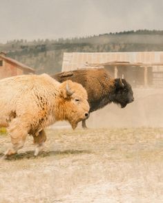 two bison are running in the open field