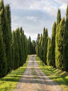 a dirt road surrounded by tall green trees