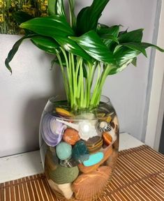 Water Plants Indoor, Plants Grown In Water, نباتات منزلية, Plant Care Houseplant, Bedroom Crafts, Inside Plants, Growing Plants Indoors, Owl Crafts, Plant Decor Indoor