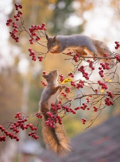 two squirrels are eating berries off the tree