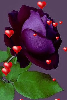 167.000 Gifs Animés Gratuits Roses Plants, Purple Love, All Things Purple, Purple Rain, Purple Roses