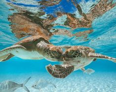 a turtle swimming in the ocean with fish around it's neck and head above water