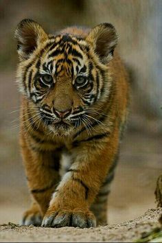 a small tiger walking across a dirt field