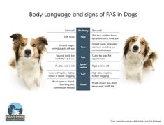 two brown and white dogs standing next to each other with the words body language and signs of fas in dogs