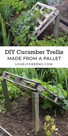 cucumber trelliss made from a pallet visit to get full idea