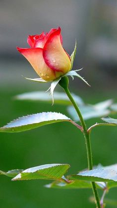 a single red and yellow rose with water droplets on it's petals, in front of a green background