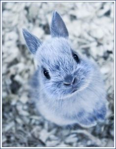 a small blue rabbit sitting on top of snow covered ground