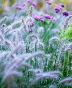 purple and white flowers are in the grass