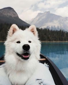 “Everything I know, I learned from dogs.”  .....Do you love cute dogs like this, Follow our #Petsdope Pinterest Account to see other cute pet photos. ;) ..#samoyed #samoyedpuppy #samoyedclub #dogstagram #samoyedlife #samoyedpup #samoyedlovers .......DISCLAIMER!!!: This is a curated content. No Copyright Infringement is intended, so message me for adding credit (or) removal of photos. Dogs, White