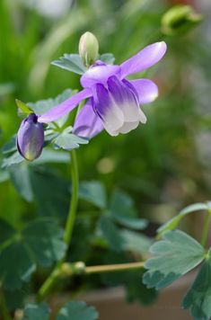 purple and white flowers in a potted plant with green leaves on the outside side