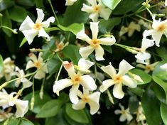 white flowers are blooming on the branches of green leaves in this close up shot