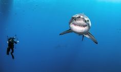 a man is swimming with a shark in the water near him and another person has a camera attached to his chest