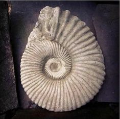 a large white shell sitting on top of a table