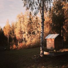 an outhouse in the middle of a forest surrounded by trees and grass with autumn foliage around it