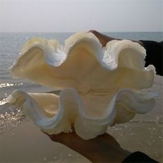 a person holding up a large white shell on the beach with water in the background