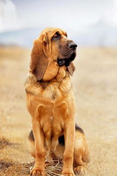 a large brown dog sitting on top of a dry grass field