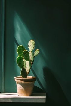 a cactus in a pot on a window sill