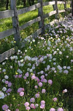 a field full of pink and white flowers next to a wooden fence