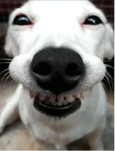 a close up of a dog's face with its mouth open and tongue out