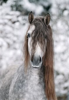 a brown and white horse with long hair