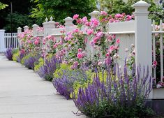 colorful flowers line the side of a white fence