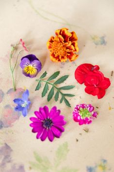 several different colored flowers laying on top of a white surface with green stems and leaves