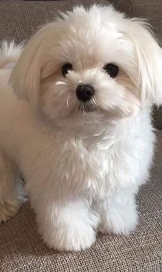 a small white dog sitting on top of a couch