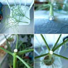 three pictures of plants with water drops on them and the top one is upside down