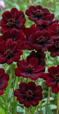 some very pretty red flowers in the grass