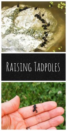 two pictures with the words raising tadpoles on them and an image of a hand holding