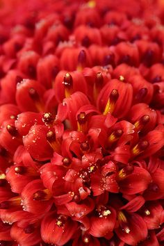 red flowers with yellow stamens and drops of water on them, close up