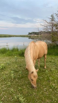 a brown horse grazing on grass next to a lake