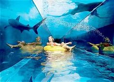 people are floating on rafts in an aquarium